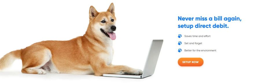 柴犬 イメージ
