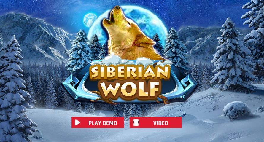 siberian-wolf siberian-wolf