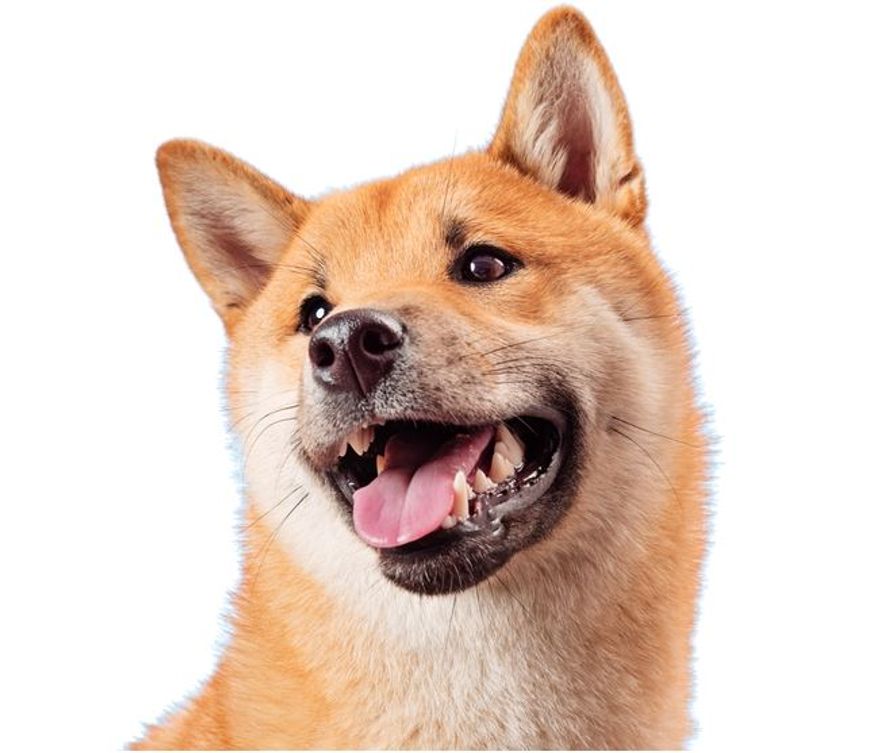 相撲ペイ マスコットキャラクター 柴犬