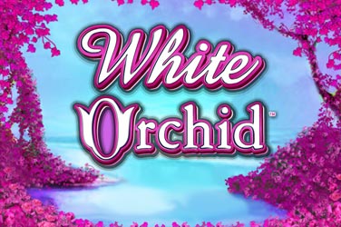 White Orchid
